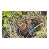 Baby Birds Stickers