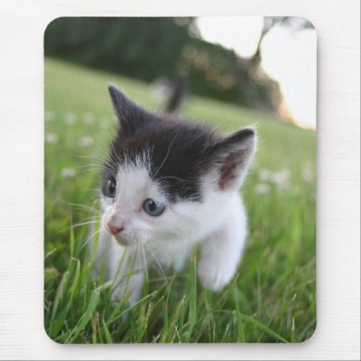 Baby black and white kitten in grass mousepad by PhotoCrazy6