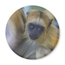 Baby Black Howler Monkey