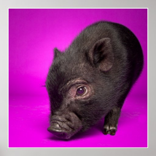 Baby Black Pig Zazzle