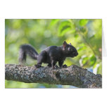 Baby Black Squirrel Greeting Cards