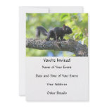 Baby Black Squirrel Custom Announcements