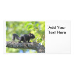 Baby Black Squirrel Photo Greeting Card