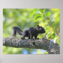 Baby Black Squirrel posters