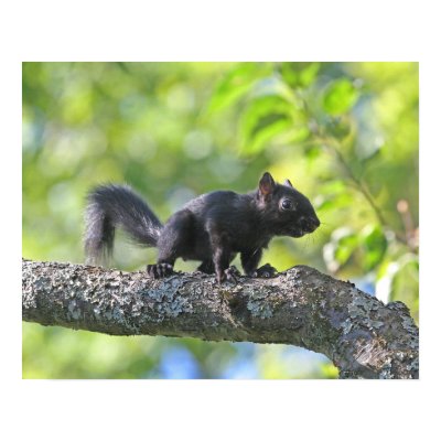 Baby Black Squirrel Print by funnaturephotography