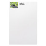 Baby Black Squirrel Stationery