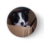 Baby Border Collie buttons