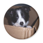 Baby Border Collie magnets