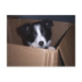 Baby Border Collie Postcards
