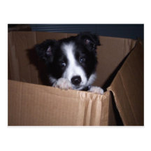 Baby Border Collie Postcards