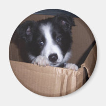 Baby Border Collie Refrigerator Magnet