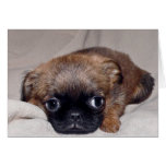 Baby Brussels Griffon Card