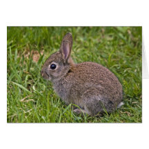 Baby Bunny Card