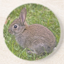 Baby Bunny Coaster