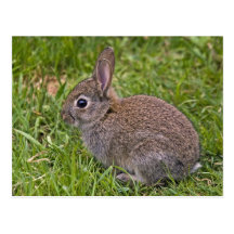 Baby Bunny Postcard