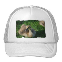 Baby Canadian Goose Baseball Hat