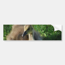 Baby Canadian Goose Bumper Stickers