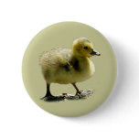 Baby Canadian Goose Button