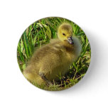 Baby Canadian Goose Button 2