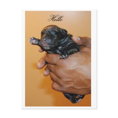 Baby Cane Corso II Postcard by DAZELEWGRAPHIX