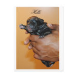 Baby Cane Corso II Postcard