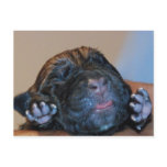 Baby Cane Corso Postcard