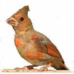 Baby Cardinal Christmas Hanging Acrylic photo sculptures
