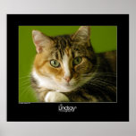 Baby Cat posters