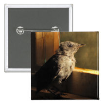Baby Catbird Pinback Buttons
