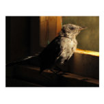 Baby Catbird Postcard