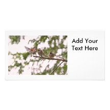 Baby Chickadees and Mother Bird Customized Photo Card