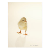 Baby chicken postcards