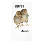 Baby chicks araucana chickens ornithology birds custom photo card