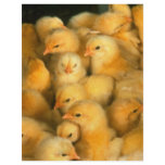 Baby chicks flyers