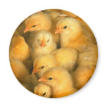Baby chicks magnet