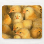 Baby chicks mouse pads
