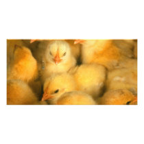 Baby chicks picture card