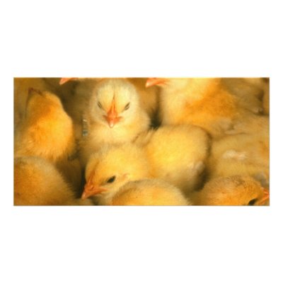 Baby chicks picture card by GPArkive