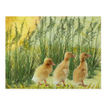 Baby chicks post cards