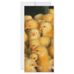 Baby chicks rack cards