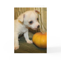 Baby Chihuahua Biting Mini Pumpkin Greeting Card