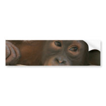 Baby Chimp Bumper Sticker