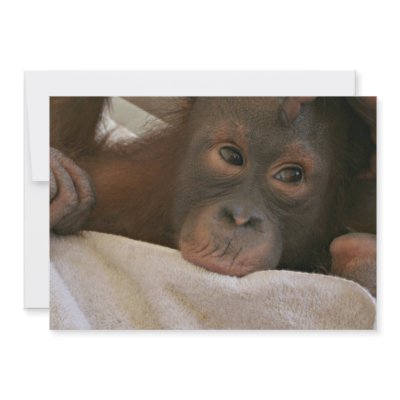 Baby Chimp Invitation by WildlifeAnimals