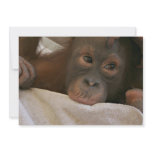 Baby Chimp Invitation