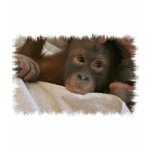 Baby Chimp Kid's T-Shirt