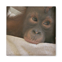 Baby Chimp Square Magnet