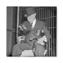Baby Chimpanzees, 1938 Magnets