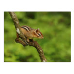 Baby Chipmunk in a Tree Postcard