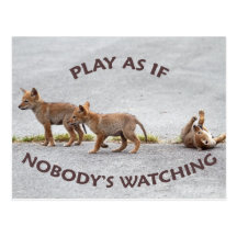 Baby Coyotes Playing Post Card