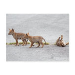 Baby Coyotes Playing Post Cards